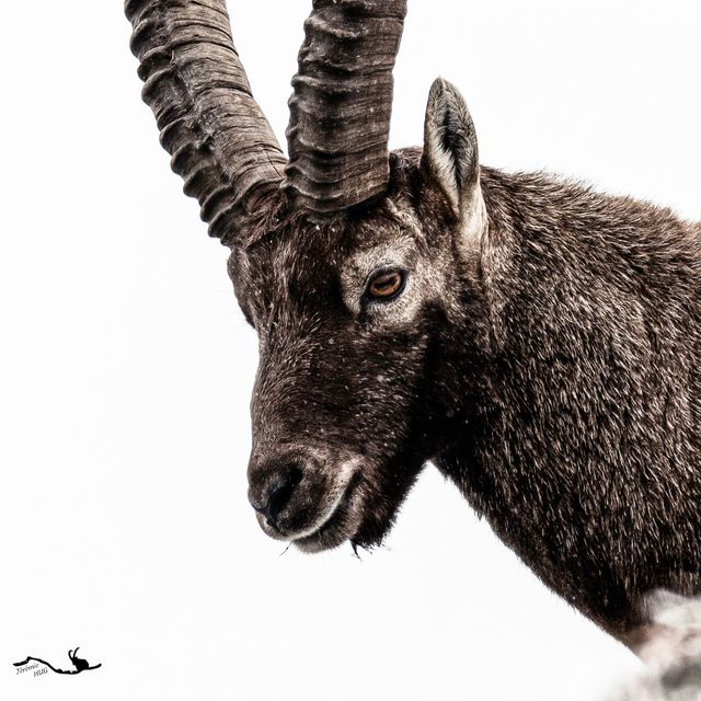 Môsieur fait la pause !