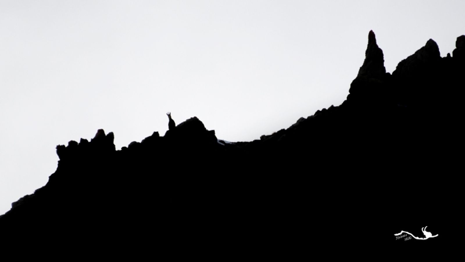 Jeu d'ombre avec les bouquetins