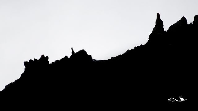 Jeu d'ombre avec les bouquetins