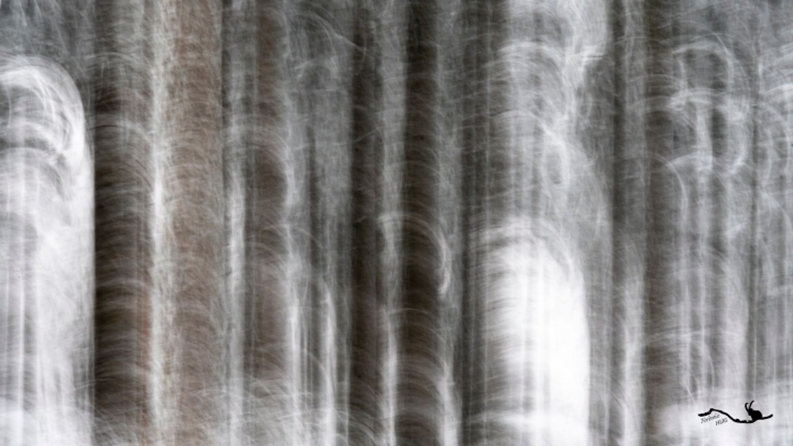 Tourbillons d'arbres 