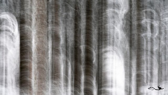 Tourbillons d'arbres 