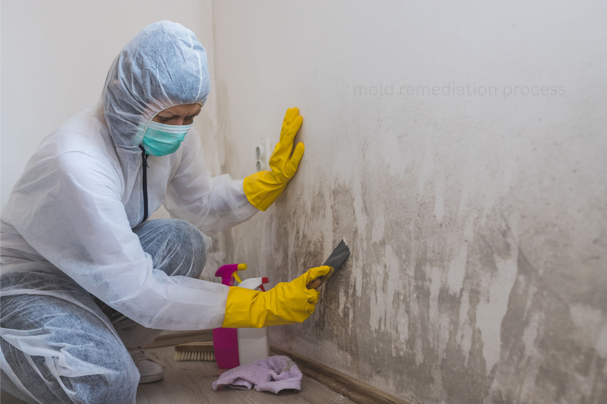 mold remediation proces