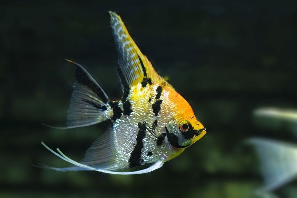 Ikan Hias Air Tawar