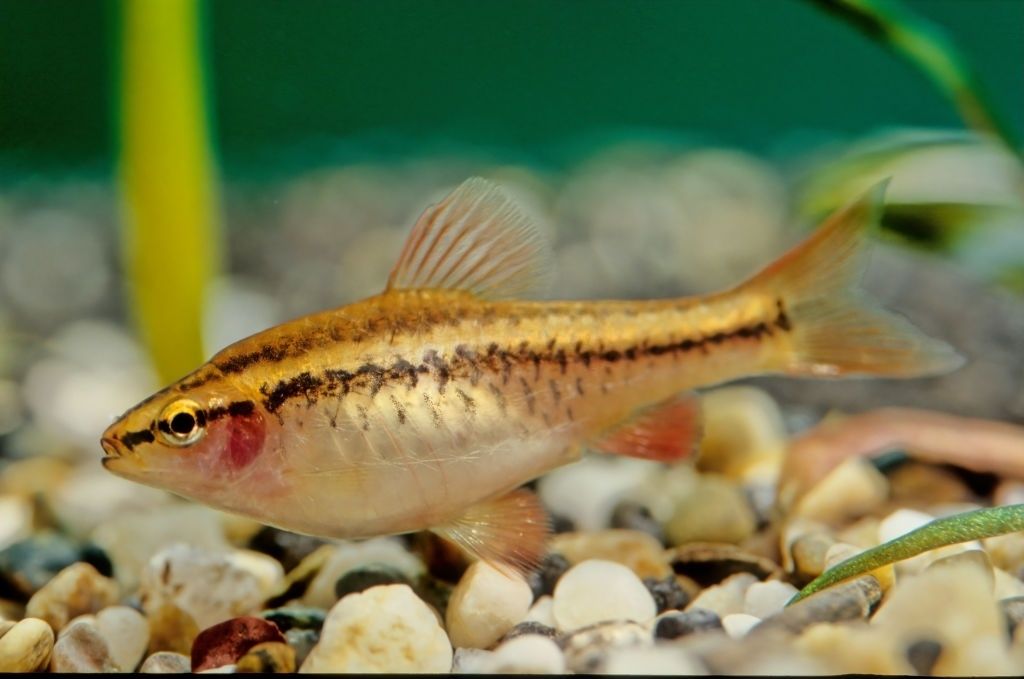 Ikan Hias Air Tawar