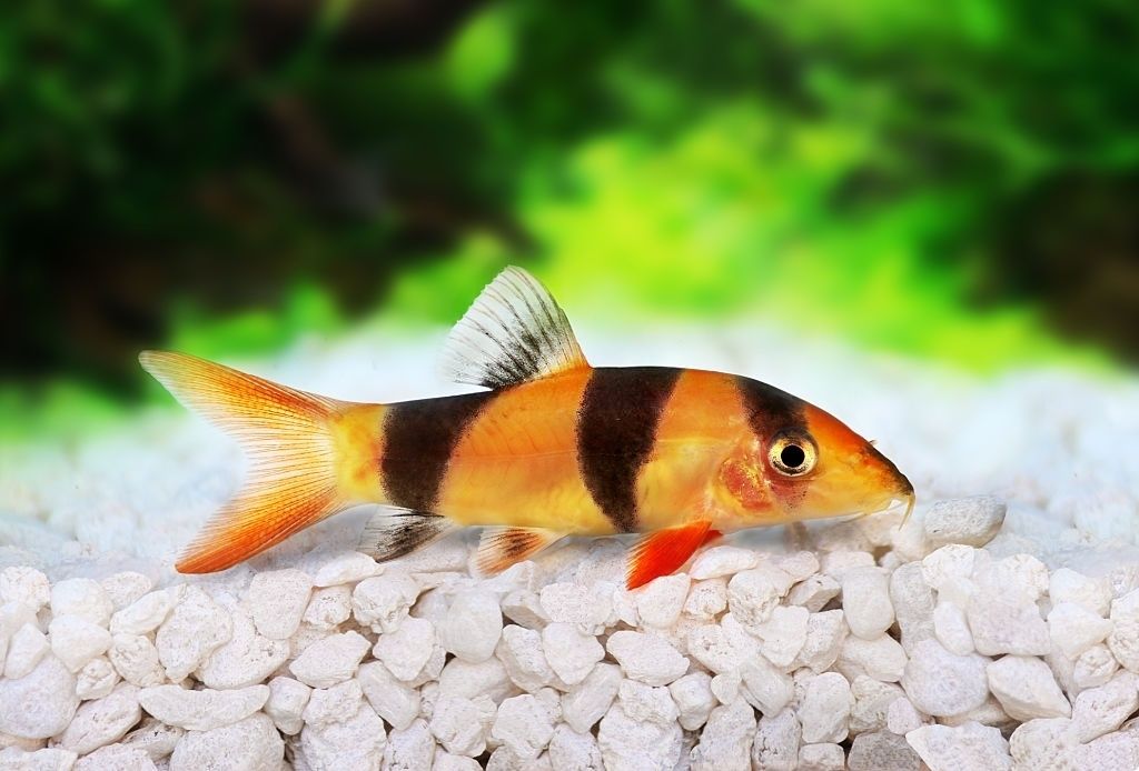 Ikan Hias Air Tawar