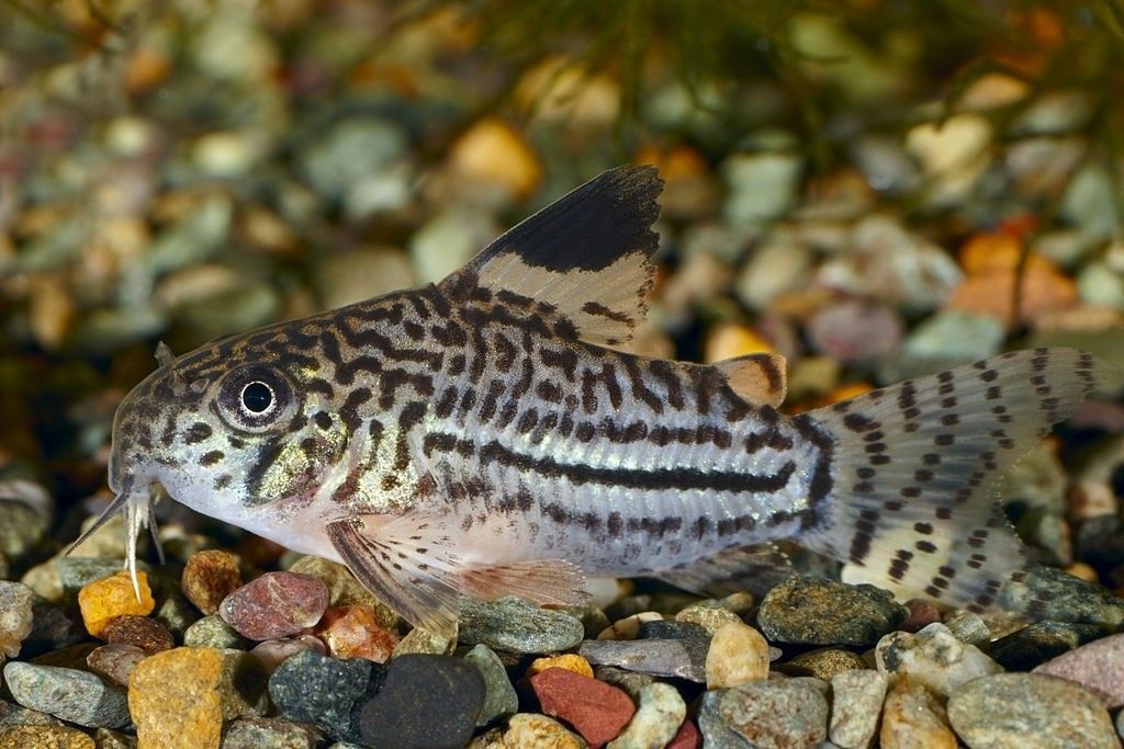 Ikan Hias Air Tawar