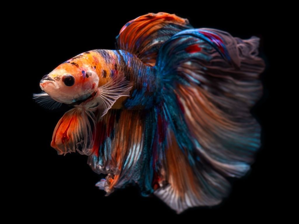 Ikan Hias Air Tawar