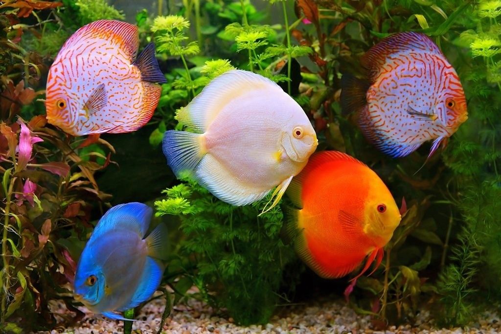 Ikan Hias Air Tawar