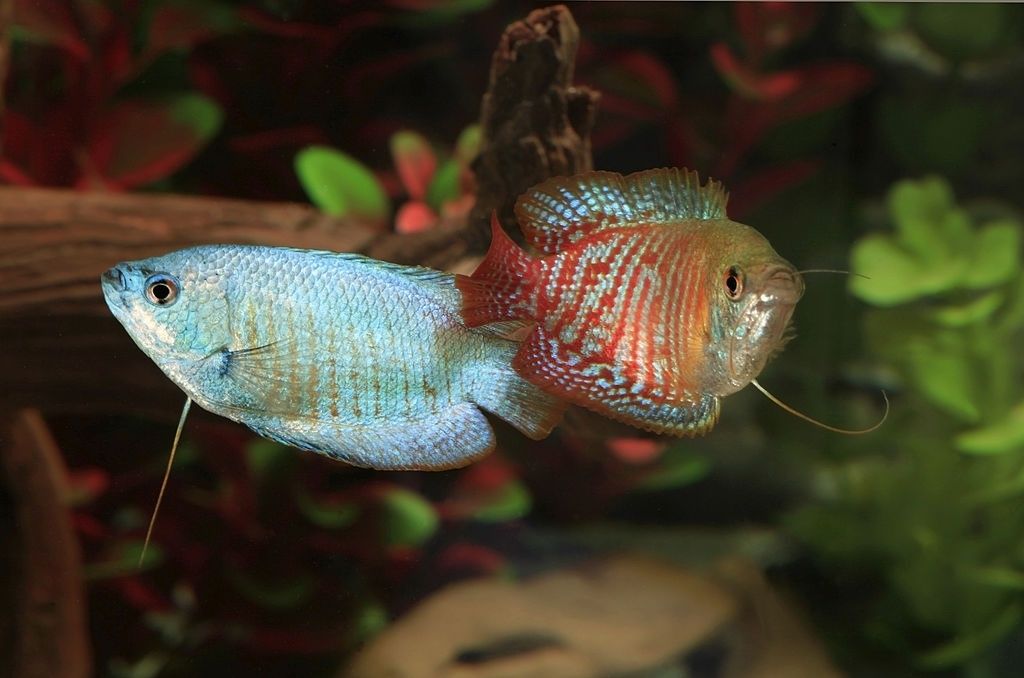 Ikan Hias Air Tawar