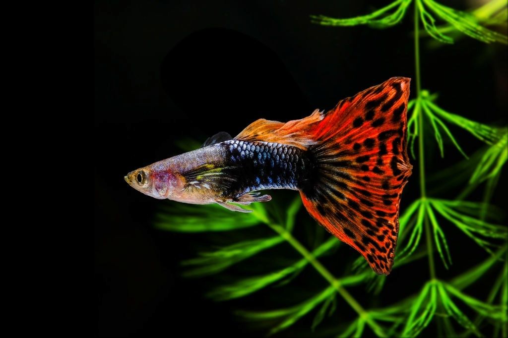 Ikan Hias Air Tawar