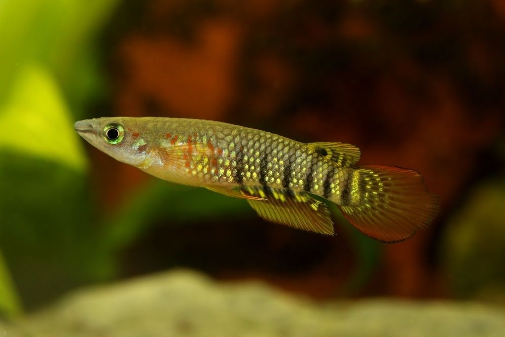 Ikan Hias Air Tawar