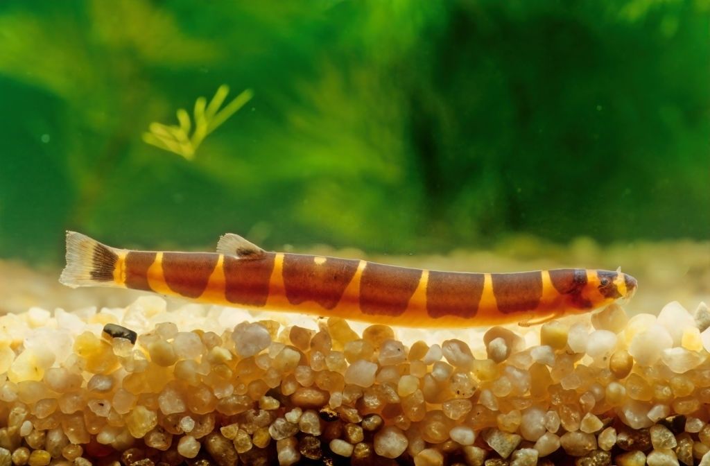 Ikan Hias Air Tawar