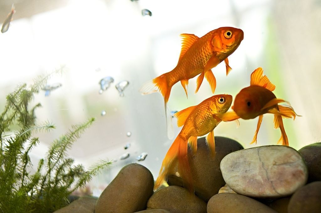 Ikan Hias Air Tawar