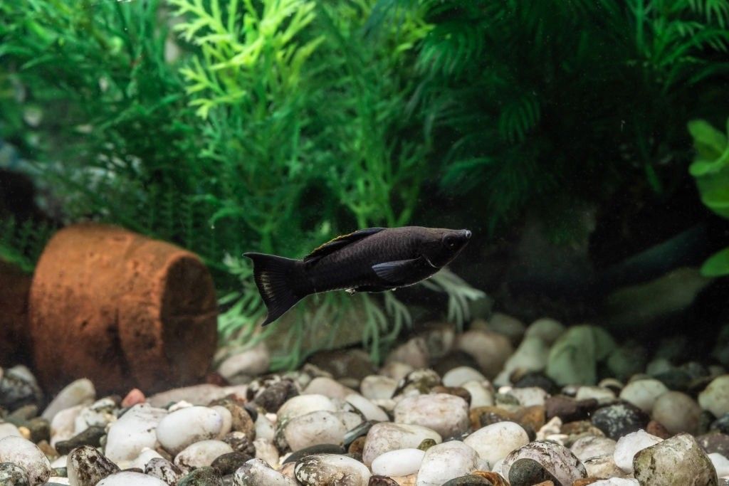 Ikan Hias Air Tawar