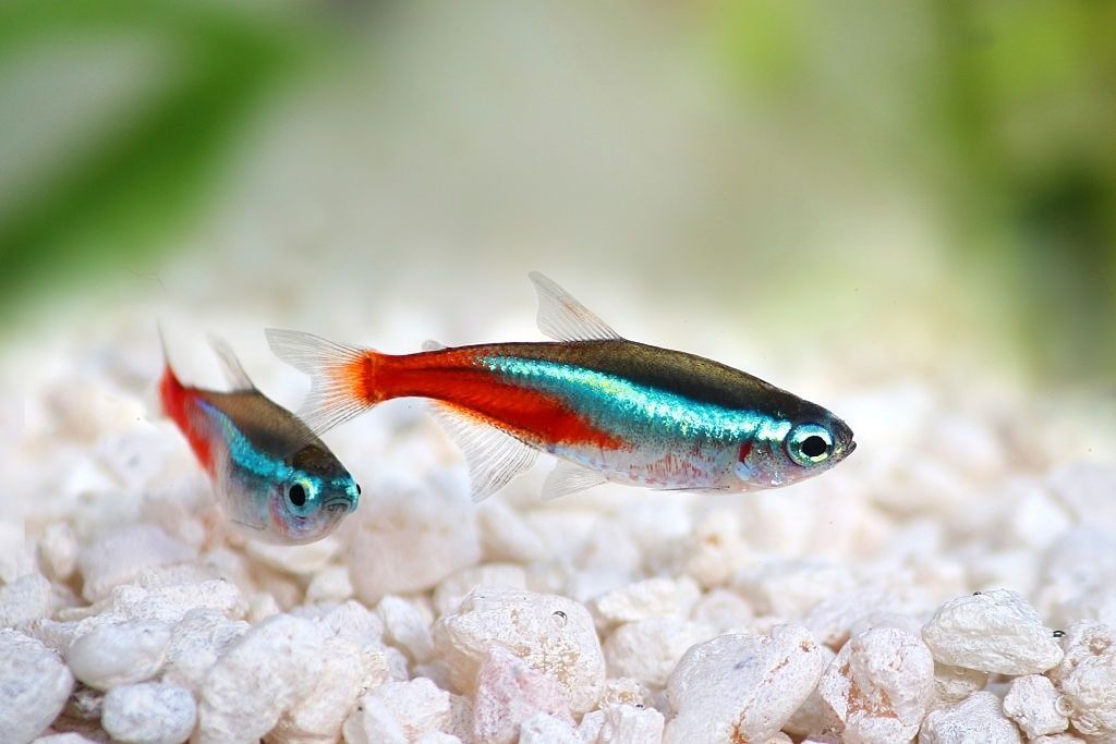 Ikan Hias Air Tawar