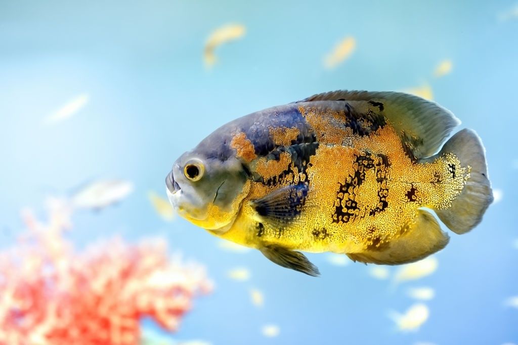Ikan Hias Air Tawar