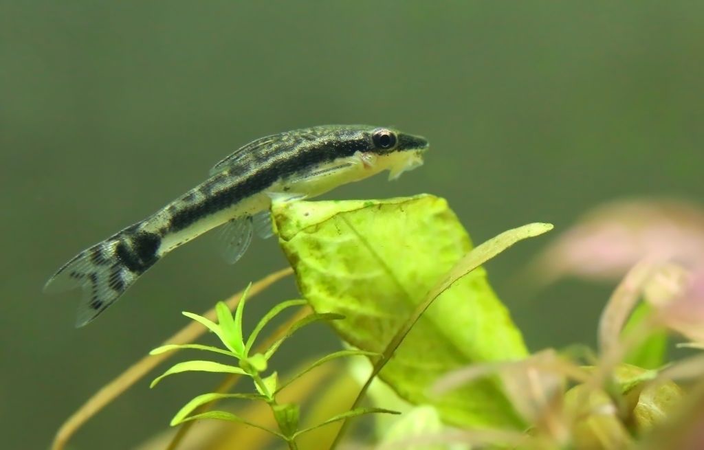 Ikan Hias Air Tawar