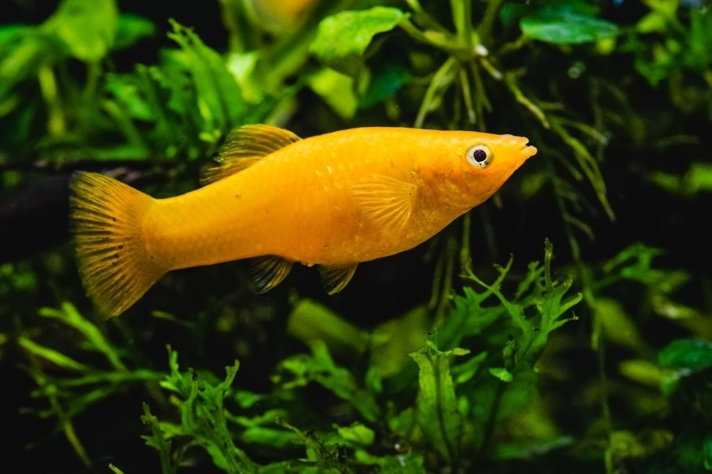 Ikan Hias Air Tawar