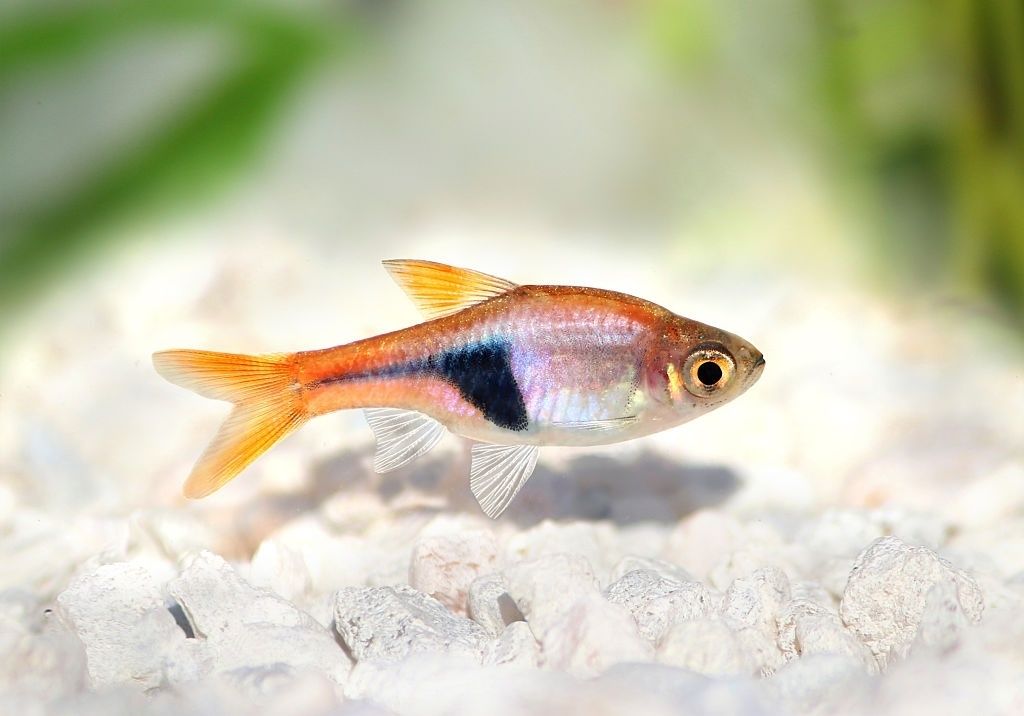 Ikan Hias Air Tawar