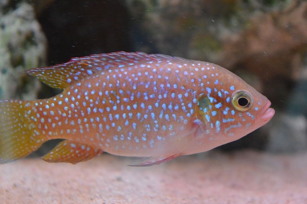 Ikan Hias Air Tawar