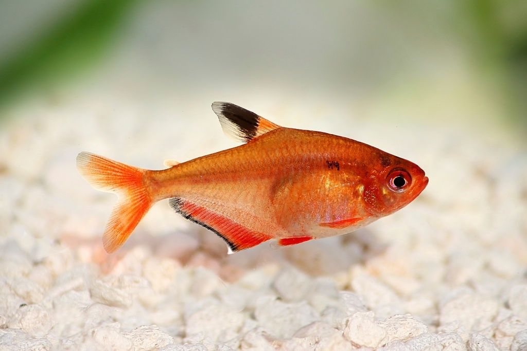 Ikan Hias Air Tawar