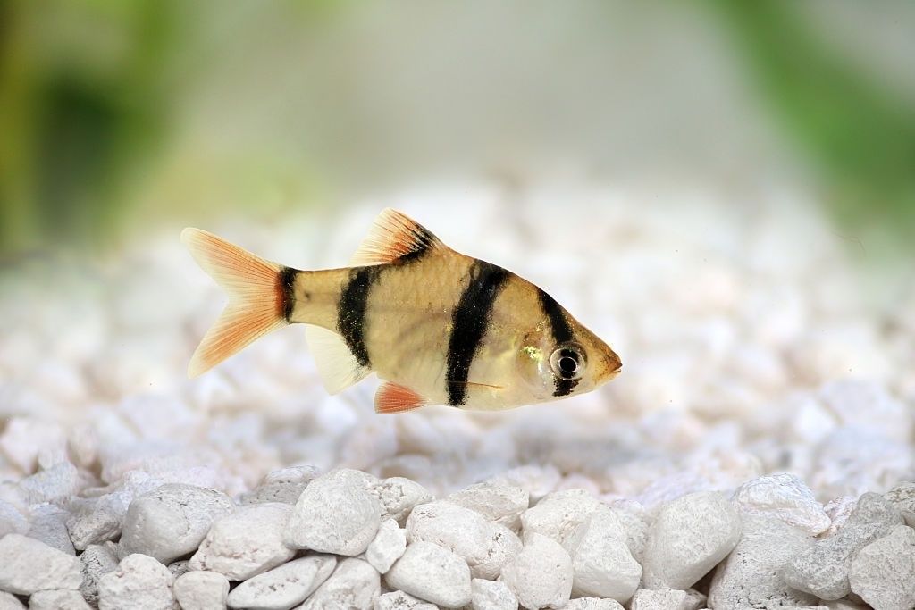 Ikan Hias Air Tawar