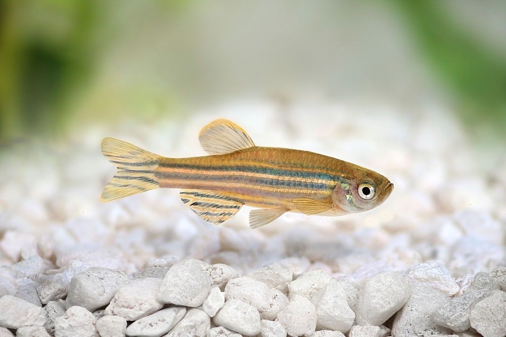 Ikan Hias Air Tawar