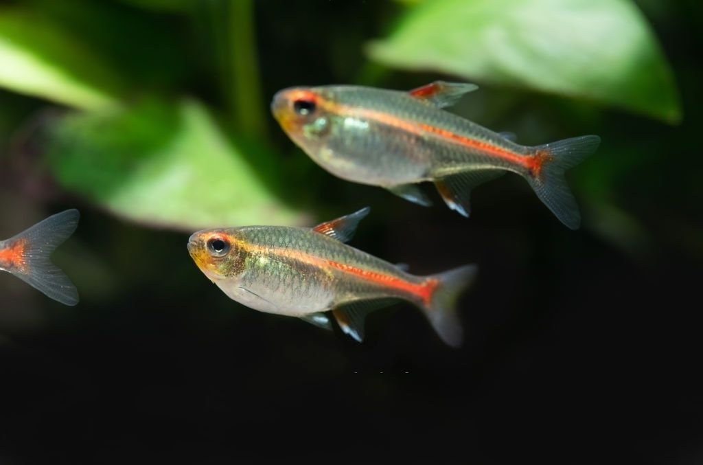 Ikan Neon Tetra