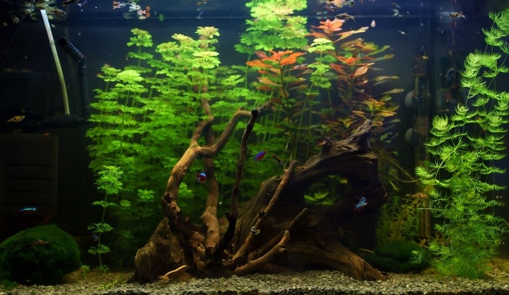 Habitat Ikan Neon Tetra