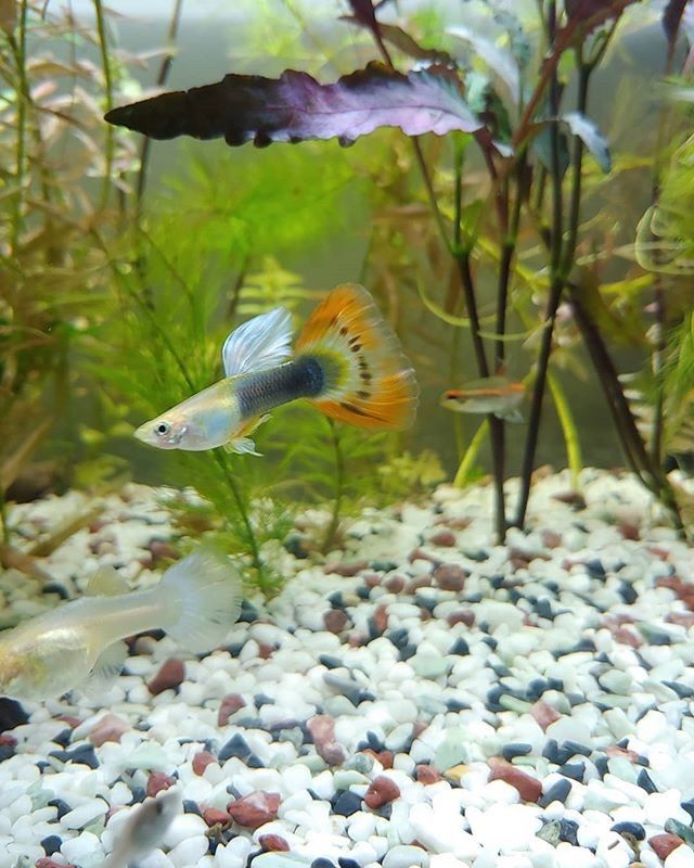 Ikan Fantail Guppy