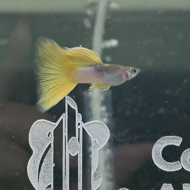 Ikan Guppy Ekor Delta