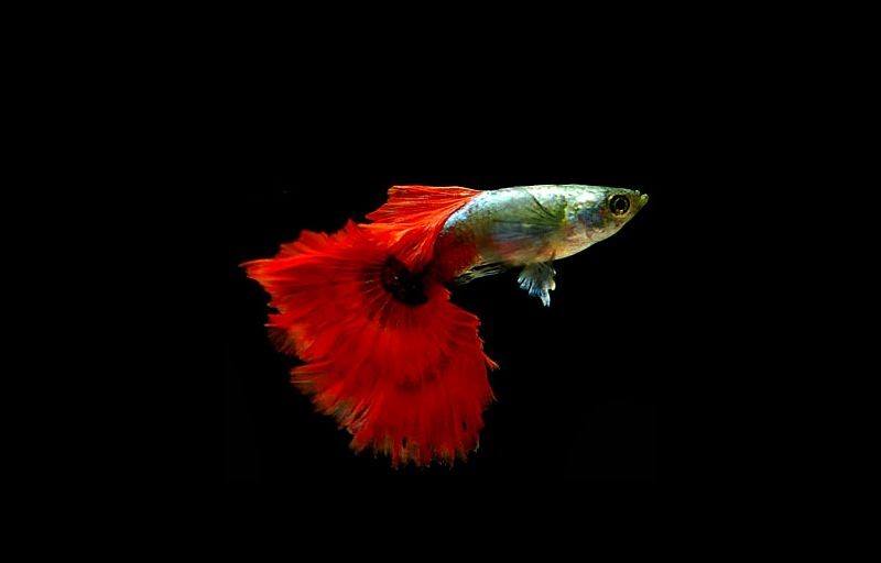 Ikan Guppy Fire Tail