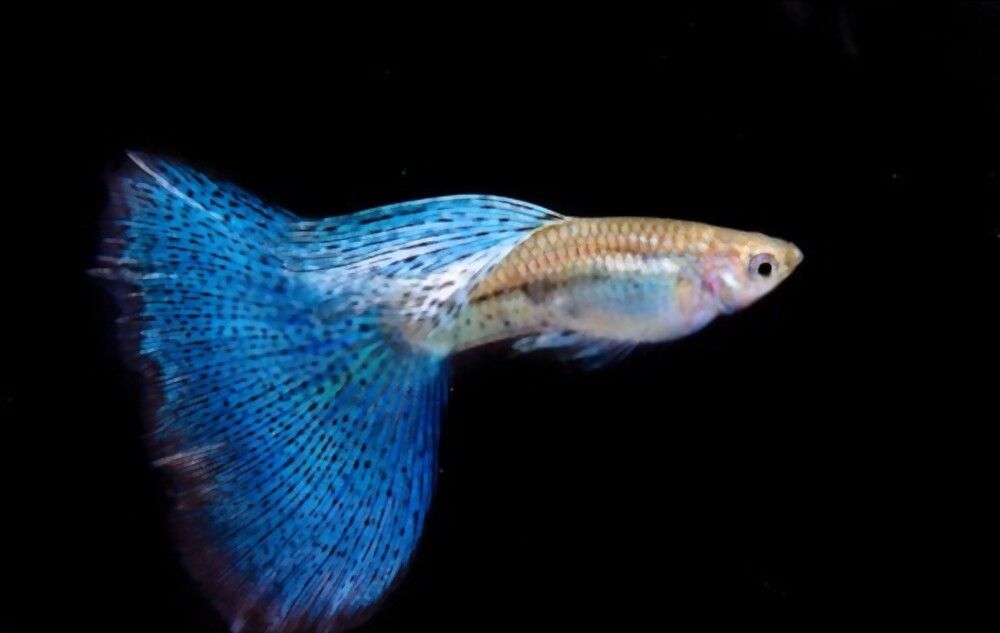 Ikan Guppy Grass