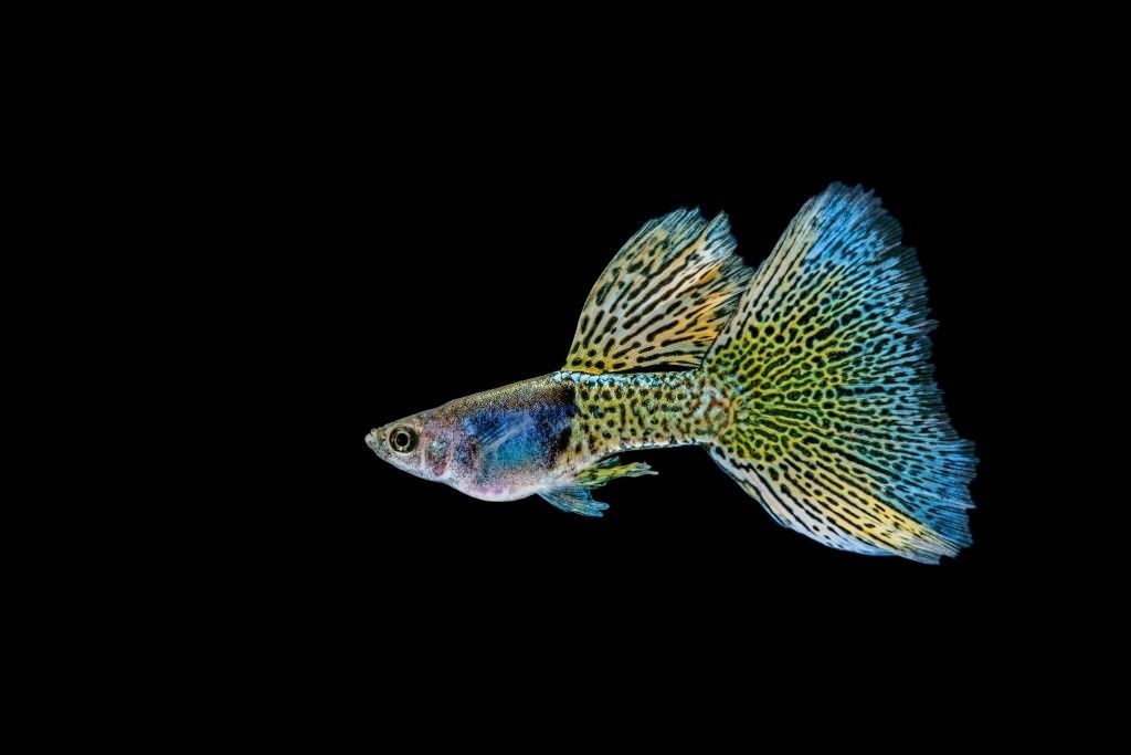 Ikan Guppy Lace
