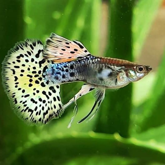 Ikan Guppy Leopard