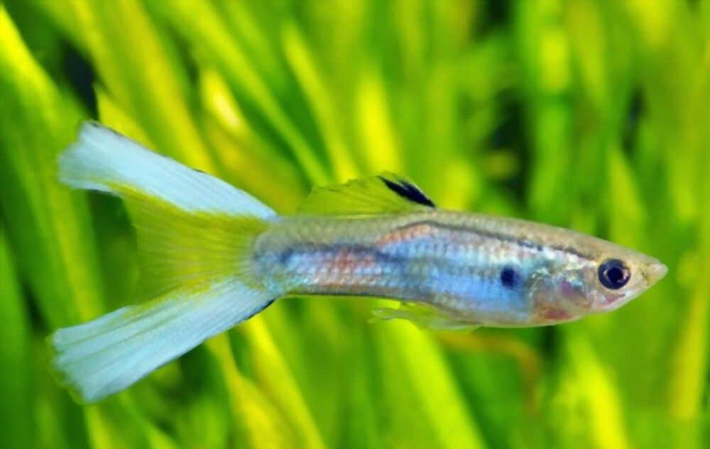 Ikan Guppy Lyretail