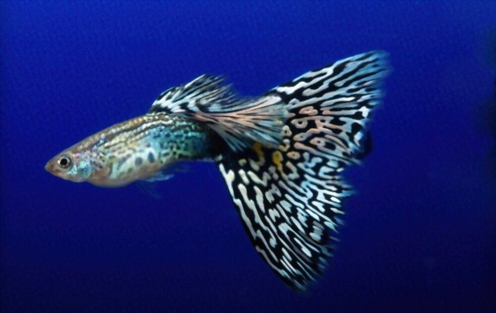 Ikan Guppy Mozaik