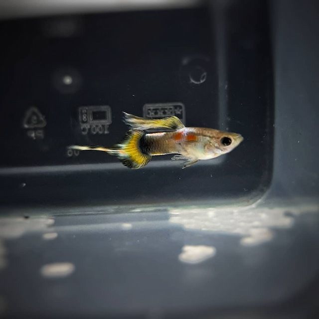 Ikan Guppy Pintail
