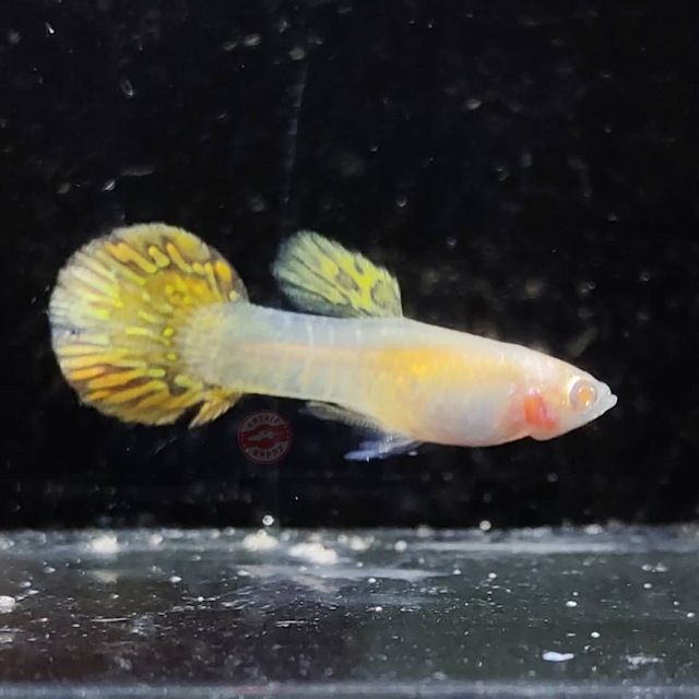 Ikan Guppy Roundtail