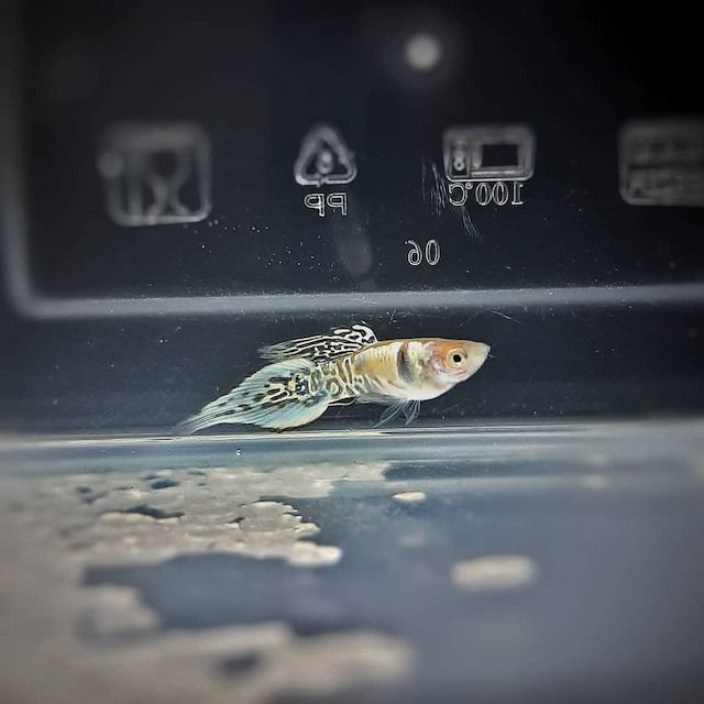 Ikan Guppy Speartail
