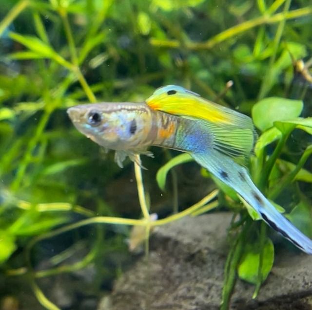 Ikan Guppy Swordtail