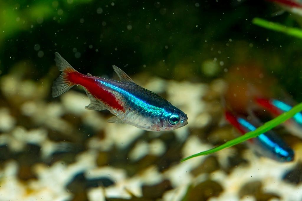 Ikan Neon Tetra Sejati