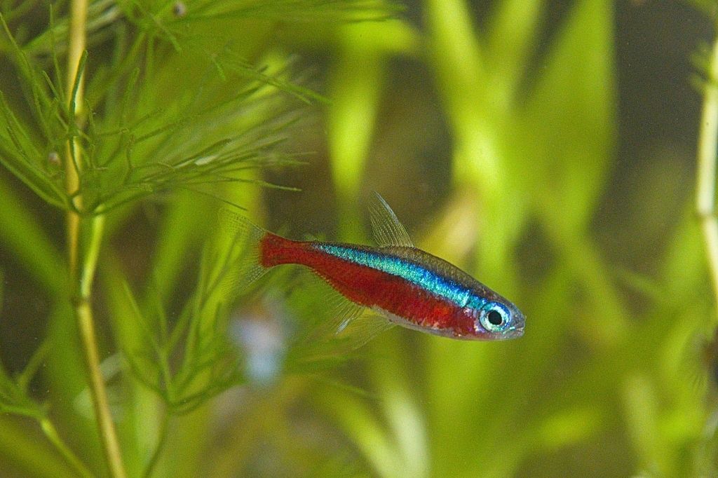 Ikan Neon Tetra