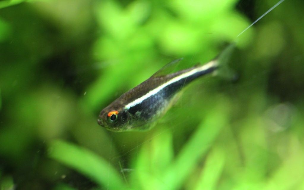 Ikan Neon Tetra
