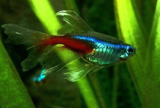 Ikan Neon Tetra