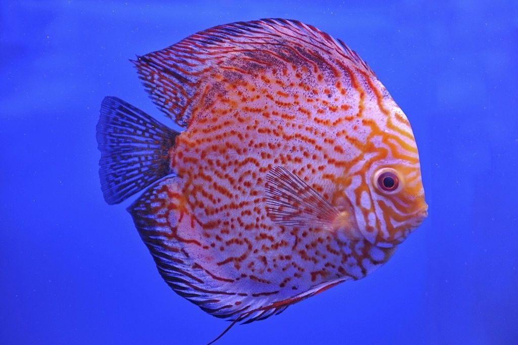 Ikan Discus Pigeon Blood