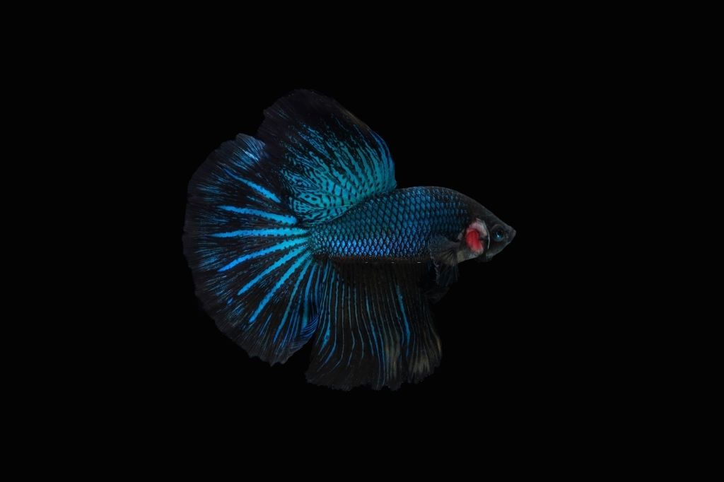 Ikan Cupang Avatar