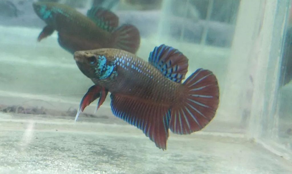 Ikan Cupang Besgel