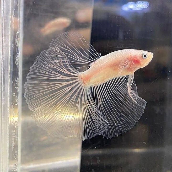 Ikan Cupang Cello