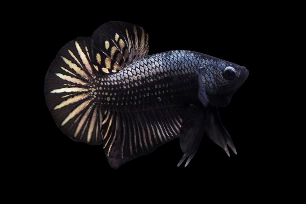 Ikan Cupang Copper